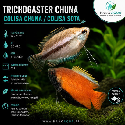 TRICHOGASTER CHUNA / COLISA CHUNA / COLISA SOTA