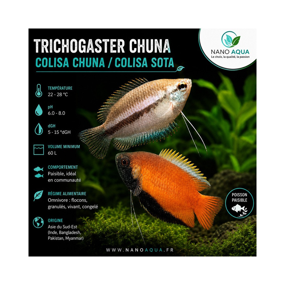 TRICHOGASTER CHUNA / COLISA CHUNA / COLISA SOTA