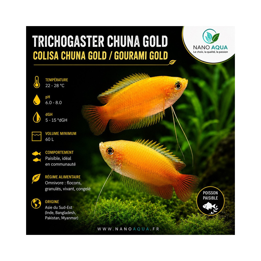 TRICHOGASTER CHUNA GOLD / COLISA CHUNA  GOLD/ COLISA SOTA GOLD