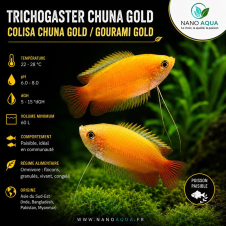TRICHOGASTER CHUNA GOLD / COLISA CHUNA  GOLD/ COLISA SOTA GOLD