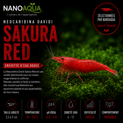NEOCARIDINA DAVIDI SAKURA RED / SAKURA RED