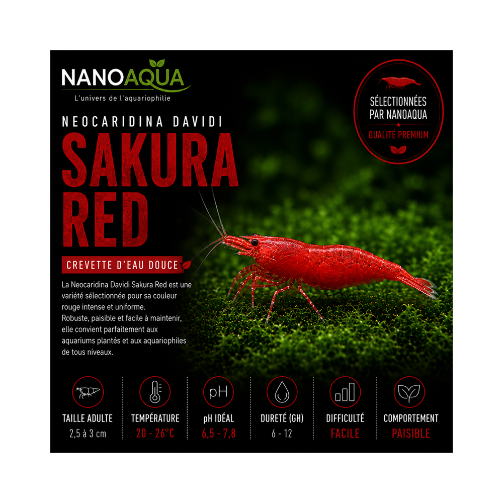 NEOCARIDINA DAVIDI SAKURA RED / SAKURA RED