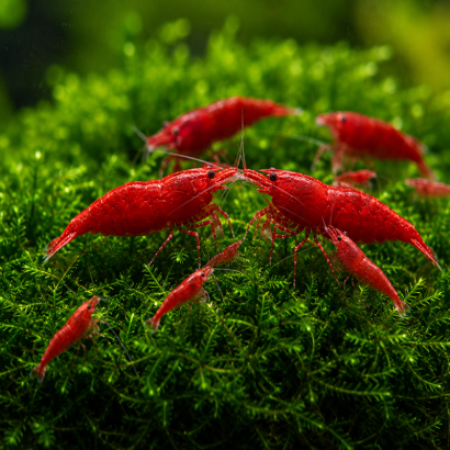 NEOCARIDINA DAVIDI SAKURA RED / SAKURA RED
