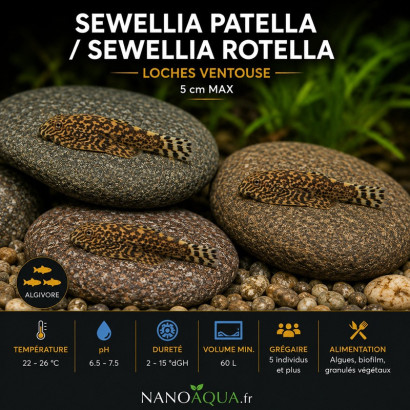 SEWELLIA PATELLA / SEWELLIA ROTELLA