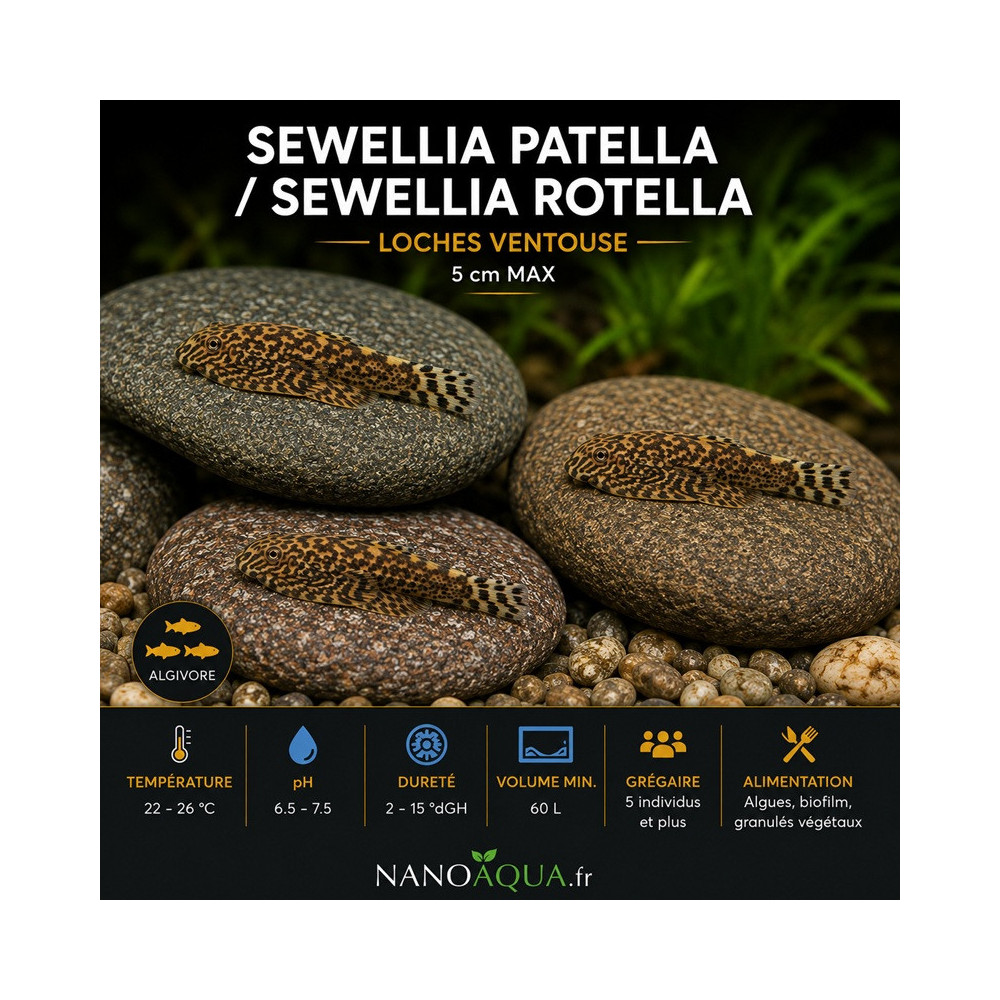 SEWELLIA PATELLA / SEWELLIA ROTELLA
