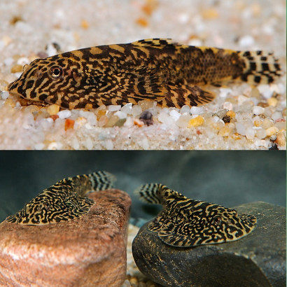 SEWELLIA PATELLA / SEWELLIA ROTELLA