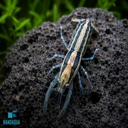 CAMBARELLUS TEXANUS / BRAZOS DWARF CRAYFISH