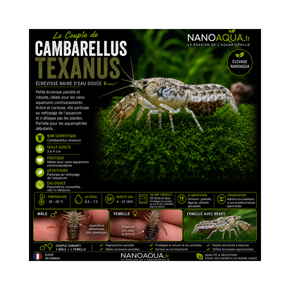 CAMBARELLUS TEXANUS / BRAZOS DWARF CRAYFISH