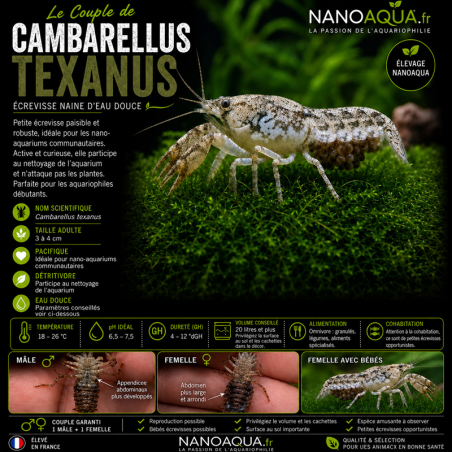 CAMBARELLUS TEXANUS / BRAZOS DWARF CRAYFISH