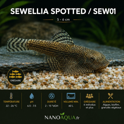 SEWELLIA SPOTTED / SEW01