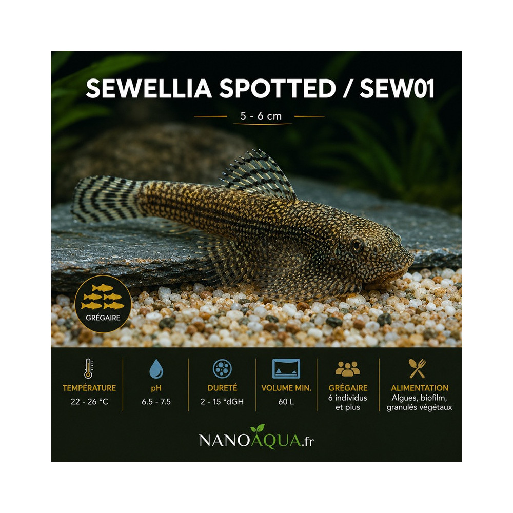 SEWELLIA SPOTTED / SEW01