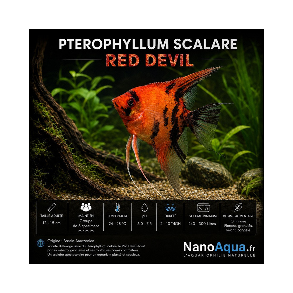 PTEROPHYLLUM SCALARE RED DEVIL