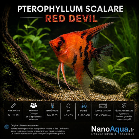 PTEROPHYLLUM SCALARE RED DEVIL