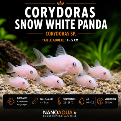 CORYDORAS SNOW WHITE PANDA