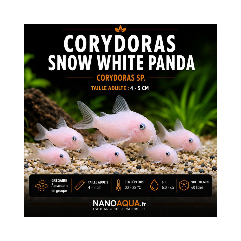 CORYDORAS SNOW WHITE PANDA