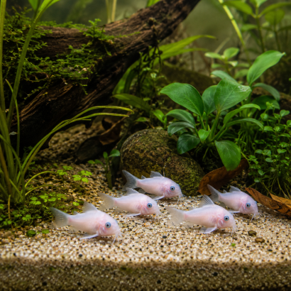 CORYDORAS SNOW WHITE PANDA