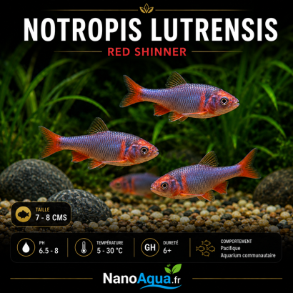 NOTROPIS LUTRENSIS / CYPRINELLA LUTRENSIS / VAIRON AMERICAIN A NAGEOIRES ROUGES