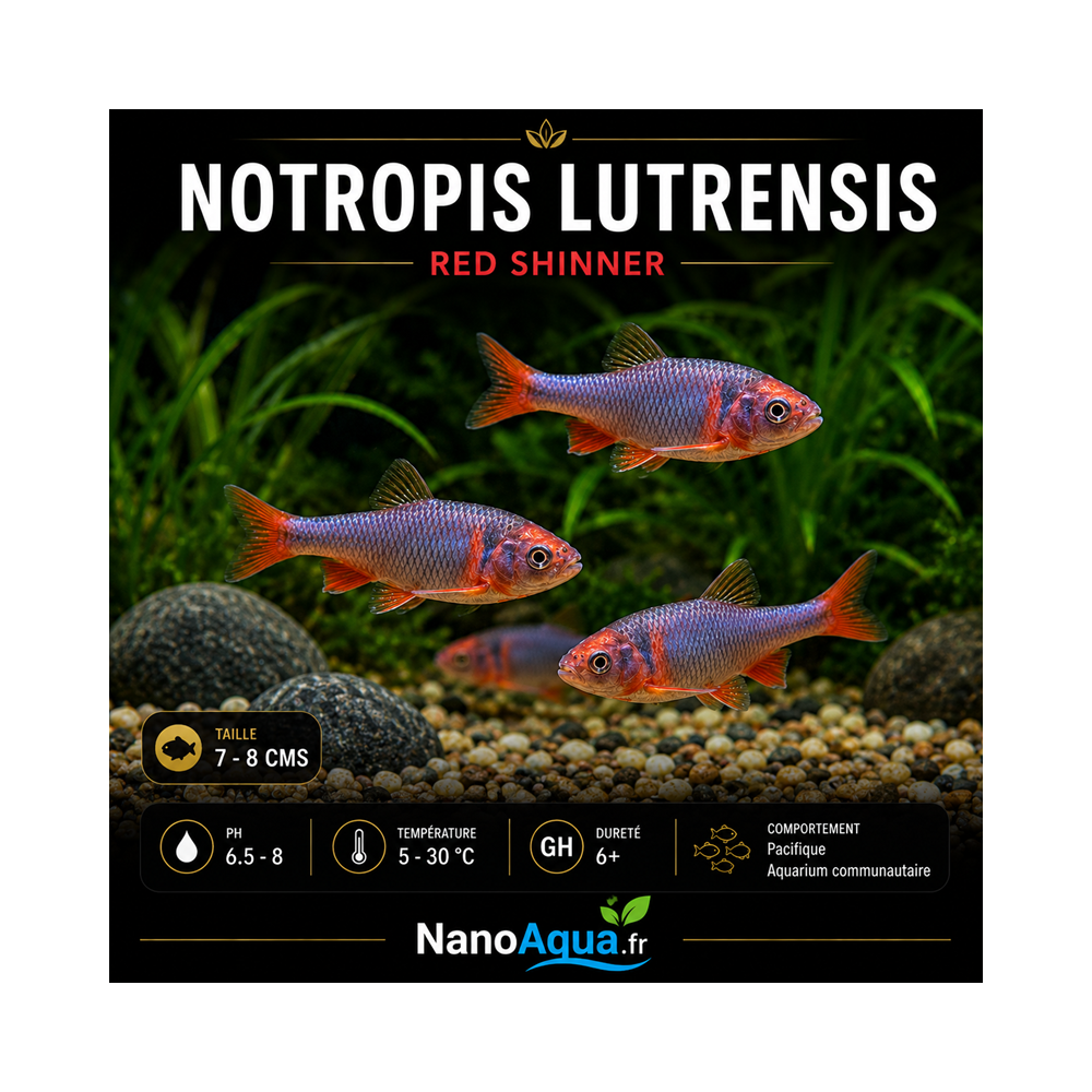 NOTROPIS LUTRENSIS / CYPRINELLA LUTRENSIS / VAIRON AMERICAIN A NAGEOIRES ROUGES
