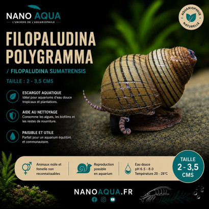 FILOPALUDINA POLYGRAMMA /  FILOPALUDINA SUMATRENSIS