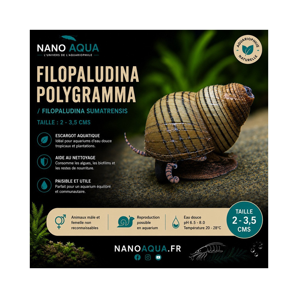 FILOPALUDINA POLYGRAMMA /  FILOPALUDINA SUMATRENSIS