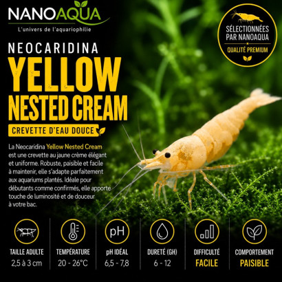 NEOCARIDINA DAVIDI NESTED CREAM / YELLOW NESTED CREAM