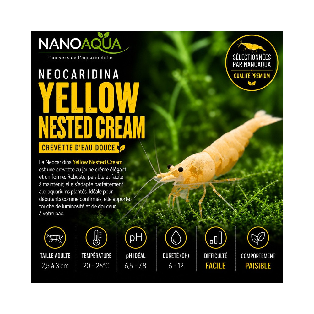 NEOCARIDINA DAVIDI NESTED CREAM / YELLOW NESTED CREAM