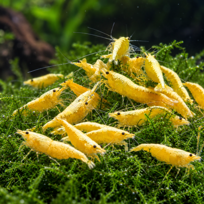 NEOCARIDINA DAVIDI NESTED CREAM / YELLOW NESTED CREAM