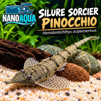 SILURE SORCIER PINOCCHIO / HEMIDONTICHTHYS ACIPENSERINUS