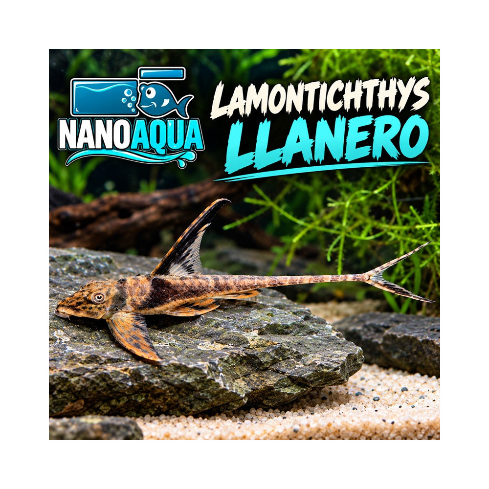 LAMONTICHTHYS LLANERO