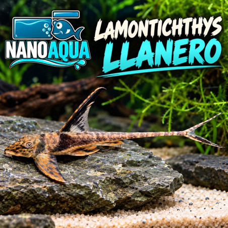LAMONTICHTHYS LLANERO