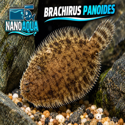 BRACHIRUS PANOIDES / EURYGLOSSA PANOIDES