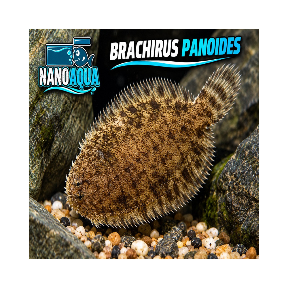 BRACHIRUS PANOIDES / EURYGLOSSA PANOIDES