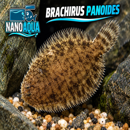 BRACHIRUS PANOIDES / EURYGLOSSA PANOIDES