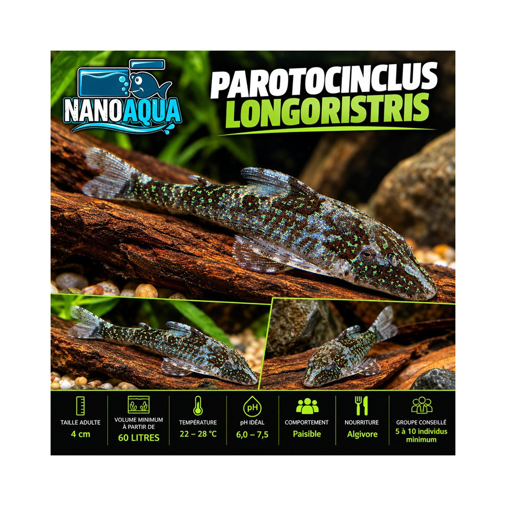 PAROTOCINCLUS LONGIROSTRIS / RHINOTOCINCLUS LONGIROSTRIS / OTOCINCLUS PEPPERMINT