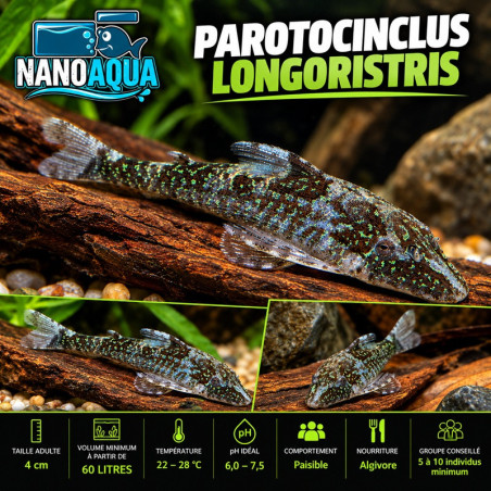 PAROTOCINCLUS LONGIROSTRIS / RHINOTOCINCLUS LONGIROSTRIS / OTOCINCLUS PEPPERMINT