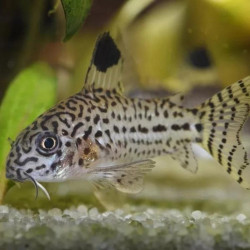 CORYDORAS LEOPARD / FAUX JULII