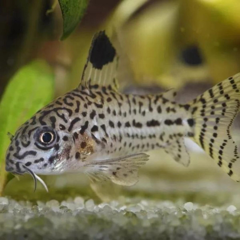 CORYDORAS LEOPARD / FAUX JULII