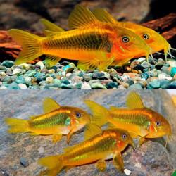 CORYDORAS CW010