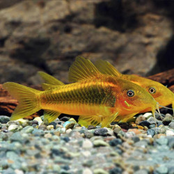 CORYDORAS CW010