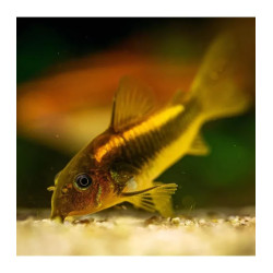 CORYDORAS CW010