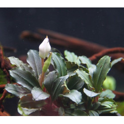 BUCEPHALANDRA MINI RED