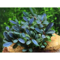 BUCEPHALANDRA BLUE GREEN