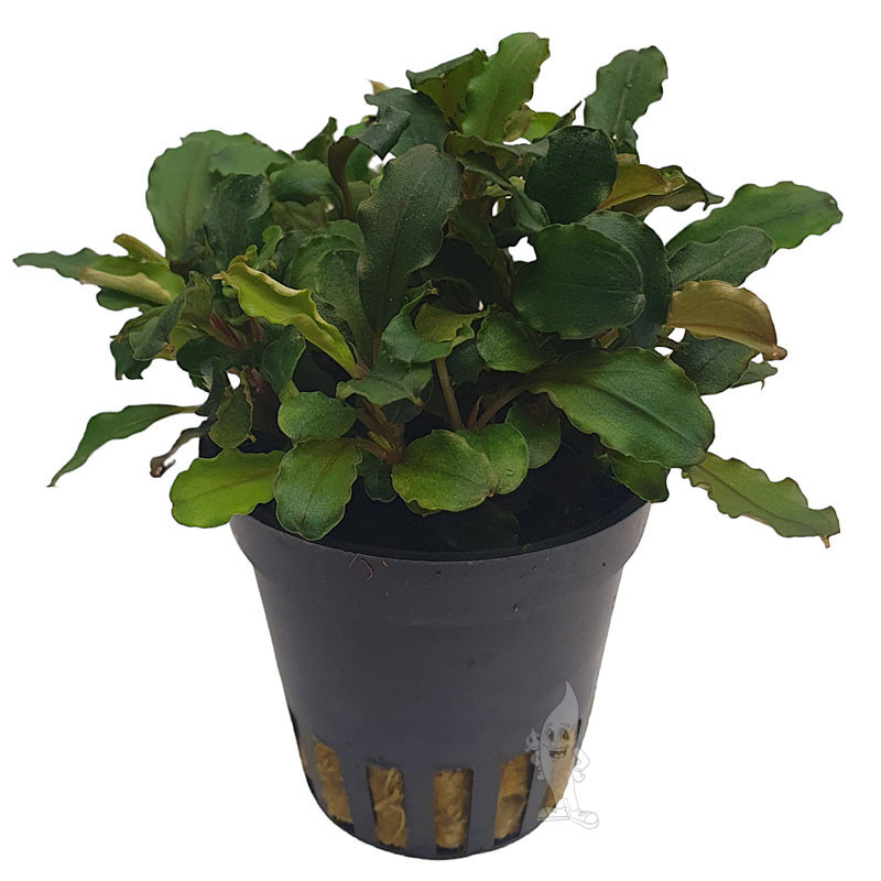 BUCEPHALANDRA BLUE GREEN