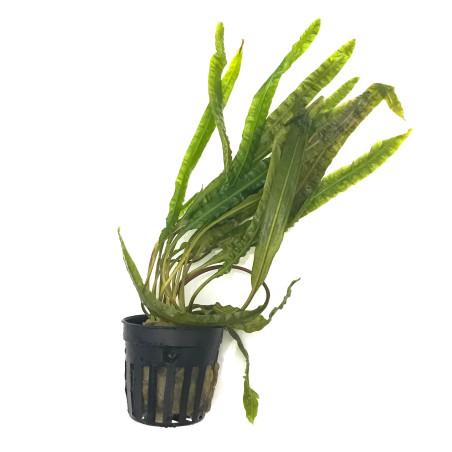 CRYPTOCORYNE BALANSAE