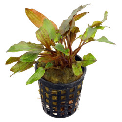 CRYPTOCORYNE WALKERI