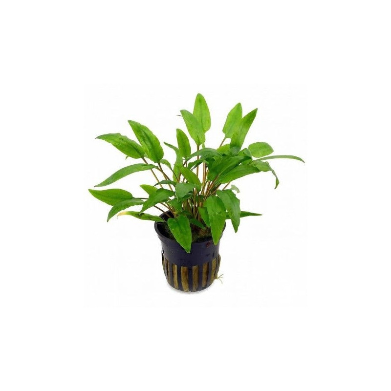 CRYPTOCORYNE WENDTII GREEN