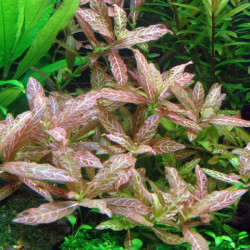 HYGROPHILA POLYSPERMA ROSANERGIV