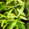 HYGROPHILA POLYSPERMA ROSANERGIV