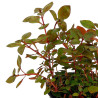 LUDWIGIA SUPER RED