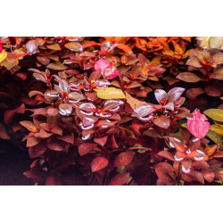 LUDWIGIA SUPER RED